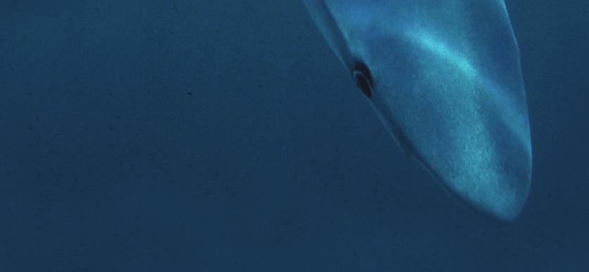 sharpnose shark 54 03 Sphyrna