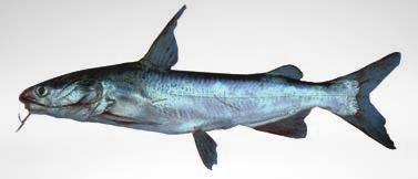 pinnimaculatus Cuminate volador, bagre alguacil Red sea catfish