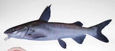 Notarius troschelii Cuminate colorado Chili catfish 70,6 39,3*