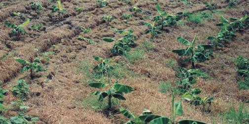 La Labranza de Conservación es un método de cultivo en el cual la preparación del terreno es poca o ninguna para dejar sobre el terreno una cantidad apreciable de los residuos de las cosechas.