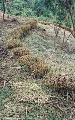 forma erecta y abundante. Una de las plantas más recomendadas es "vetiver", mejor conocida como pacholí. El ancho mínimo de las barreras es de 12 pulgadas.