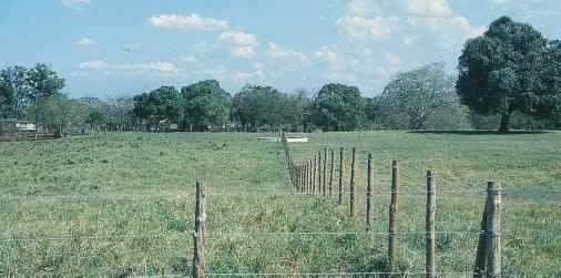 La división de cercados con cercas vivas de hileras de árboles protegerán el ganado de las inclemencias del tiempo y servirán de hábitat para la vida silvestre.
