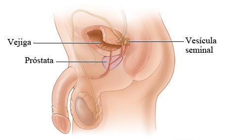 Figura 2. Vesícula seminal y próstata Fuente: López et al. (2012) d) Pene El pene está formado por tres grandes cilindros de tejido eréctil, rodeados por una vaina elástica.