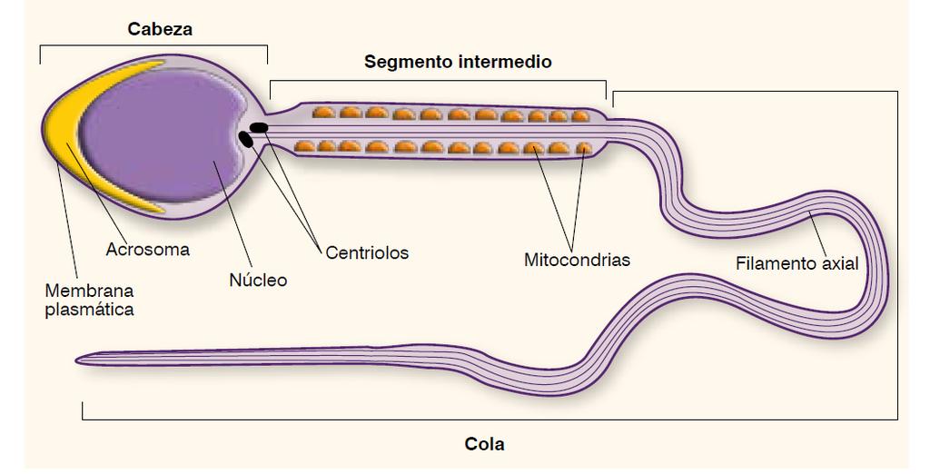 Figura 3. Estructura del espermatozoide Fuente: López et al.