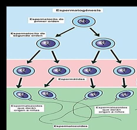La espermatogénesis es regulada por la hormona luteinizante de la hipófisis (LH).