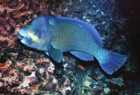 jorobado Bumphead parrotfish 80 44*