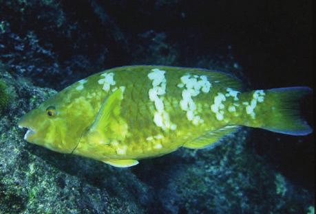parrotfish 71 39,5* Epinephelus analogus