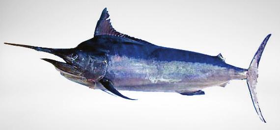 95 58 Istiompax indica Marlin
