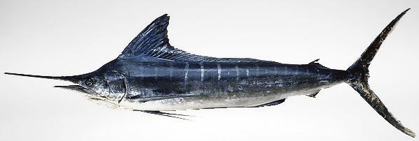 PICUDOS Kajikia audax Marlin