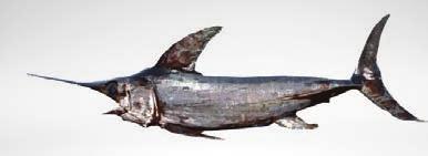 Shortbill spearfish 40 13