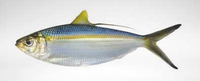 Y ARENQUES Opisthonema libertate Arenque Pacific thread herring 1 30