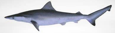 shark 1 75 190 Carcharhinus