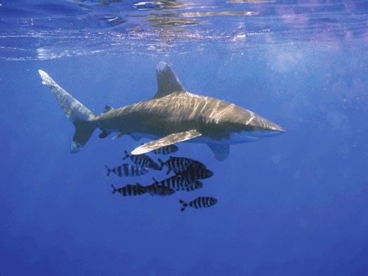 Oceanic whitetip shark 396 00