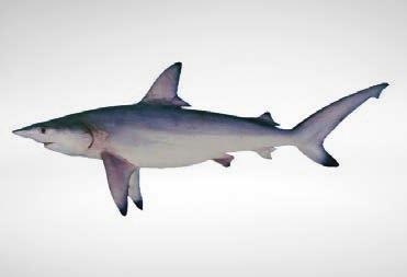 Smalltail shark 150 84