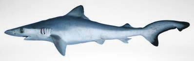 shark 170 97 Rhizoprionodon