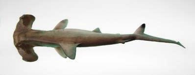 hammerhead shark 430 190 Sphyrna