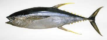 aleta amarilla Yellowfin tuna 39 75