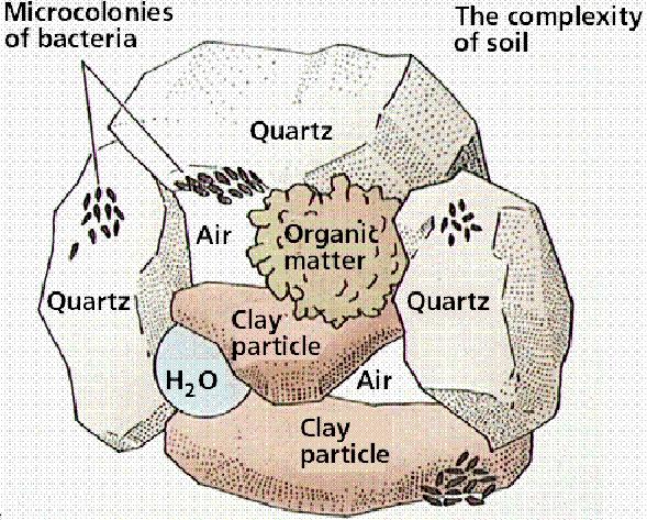 ESTRUCTURA Estructura del sòl: És la combinació o ordenació de les partícules elementals en partícules secundaries, anomenades agregats.
