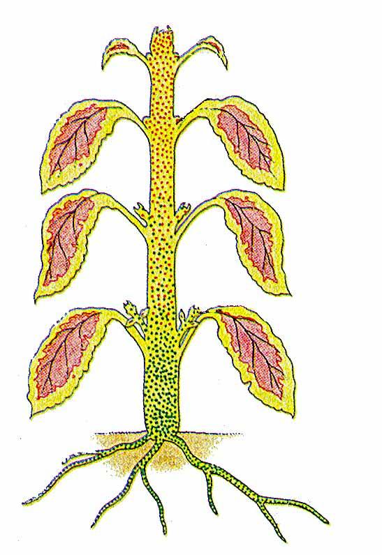 Producción de auxina Yemas axilares reprimidas Las citoquininas y la dominancia apical Yema axilar creciendo Producción de citoquininas Representación esquemática de las