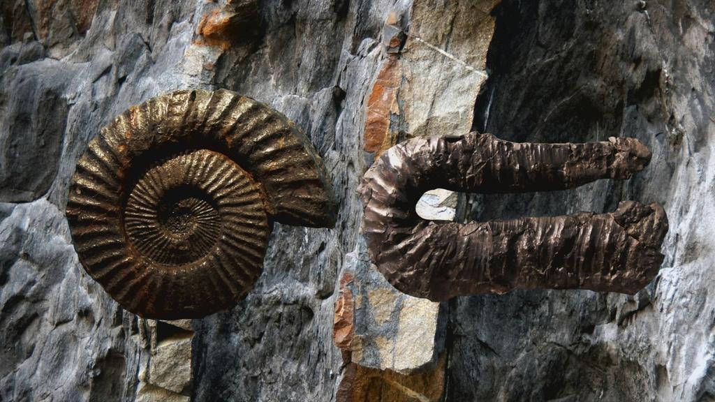 En esta formación se han encontrado numerosos fósiles,