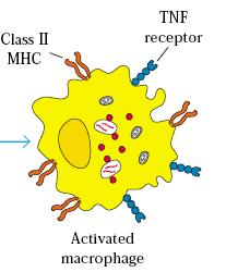 HIPERSENSIBILIDAD RETARDADA Desencadenadas por células Th1 y T citotóxicas que secretan citoquinas que activan a los macrófagos e inducen