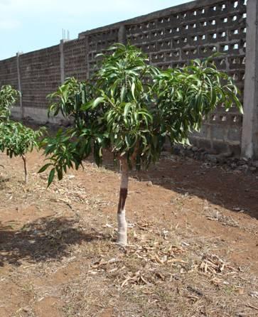 PODA DE FORMACIÓN Rebajar 20 cm cuando árbol alcance 1m (no hacerlo en otoño