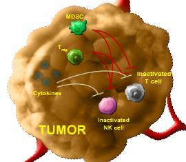 5- Generan células y citoquinas supresoras (CD4 CD25) Las células tumoral pueden