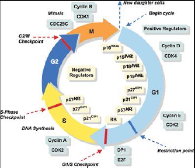 ALGUNOS INHIBIDORES DE CICLO CELULAR Inhibidores de cinasas dependientes de Ciclinas El gen p53 es un gen supresor de tumores que no sólo