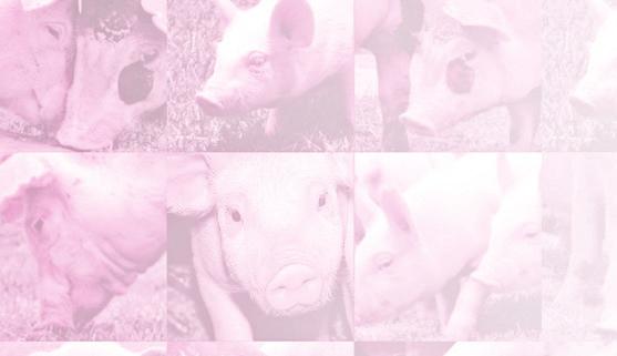 En México, aproximadamente 32,500 toneladas de cerdo son tratadas con Shotapen L.A. Esto equivale a más de 1.6 millones de animales de 20 kg ó 150,000 cerdas. A qué se debe este éxito?