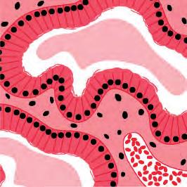 Representación de las glándulas endometriales en fase secretora tardía donde se observa la producción de moco 1. C. Corte histológico de endometrio en fase secretora (4x). (Tomado de: Histology.