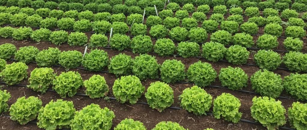 La lechuga es el 3º cultivo hortícola en la isla de Tenerife, con 244 ha, tras el tomate y las crucíferas, según los últimos datos publicados por la Consejería de Agricultura, Ganadería y Pesca del