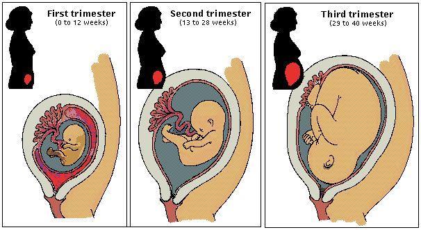 placenta Cordón umbilical Bolsa amniótica Líquido amniótico Los nutrientes y el oxígeno son las sustancias que necesita el bebe para crecer y las recibe de su madre por el cordón umbilical que une la