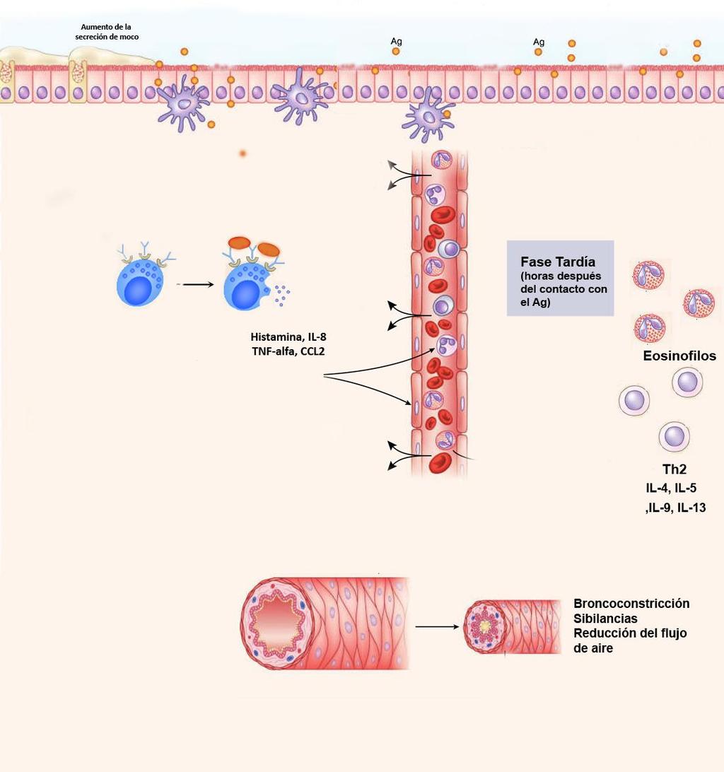 Frente al segundo contacto con el alérgeno: fase efectora tardía Histamina, IL-8, TNF-α, quimiocinas Fase tardía: horas,