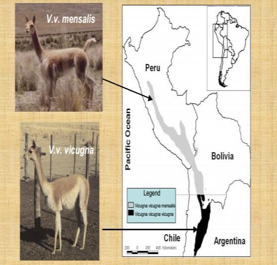 C o n s e r v a c i ó n d e l a Vi c u ñ a Abundancia histórica de poblaciones de vicuñas en Parque Nacional Llullaillaco 800 700 600