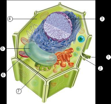 51. Observa el dibuix i contesta: a) Anomena les estructures asenyalades amb numeros b) El dibuix pertany a una cèl.lula procariota o eucariota. Per què? c) Si la cèl.