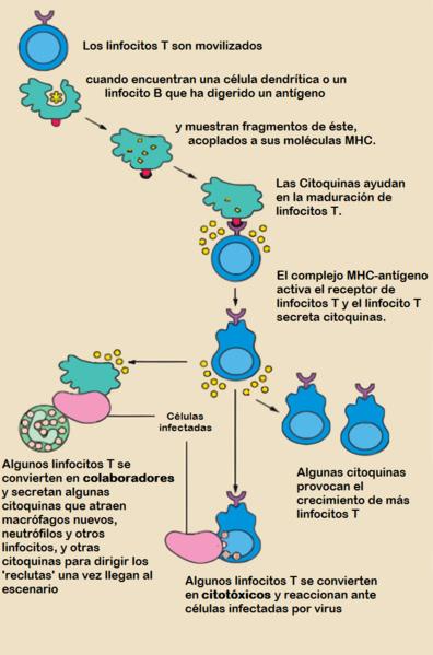 La activación de linfocitos T es desencadenada cuando un linfocito encuentra su antígeno correspondiente, acoplado a una molécula de MHC en la superficie de una célula infectada o fagocito.