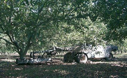 suspendidos a un tractor; en estos casos, en España suelen ser vibradores de olivo o almendro que se utilizan en el nogal.