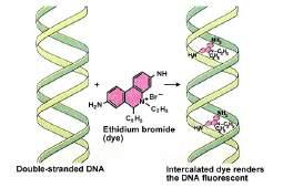Sybr safe, etc. Bromuro de etidio: la irradiación con luz UV conduce a la emisión de fluorescencia a 590 nm Detección de ácidos nucleicos de simple y doble hebra (ARN y ARN)!