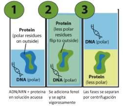 MÉTODOS DE SEPARACIÓN DE ÁCIDOS NUCLEICOS DE LAS PROTEÍNAS 1. Extracción orgánica 2. Salting out 3. Unión selectiva del ADN o ARN a soportes sólidos 1.