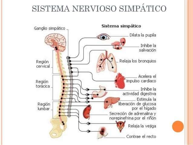 Por último este sistema se compone por los tubos laterovertebrales a ambos lados de la columna vertebral, conecta con los nervios espinas por medio de los ramos comunicantes, así como los núcleos