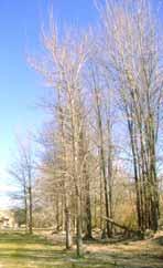 Especies de humedales en peligro de extinción: Populus canescens Fraxinus angustifolia Narcisus nevadensis