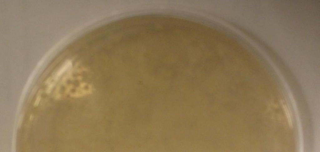 caja Petri estéril con papel filtro humedecido.