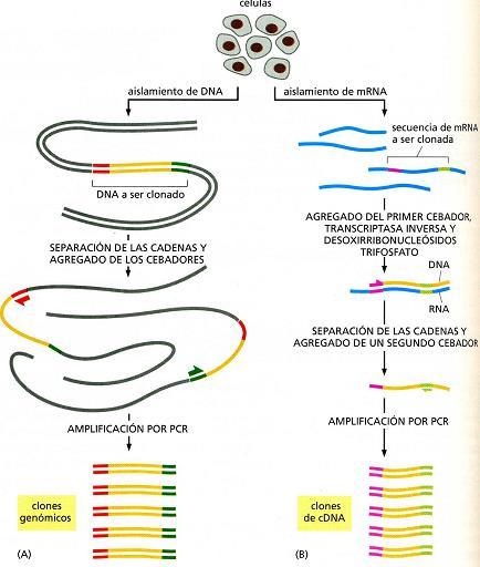 Obtención de clones genómicos o de ADNc por PCR La técnica de PCR es útil para clonar