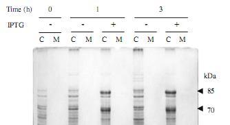 Análisis de la expresión de una proteína recombinante producida en la bacteria E. coli SDS-PAGE y tinción con azul de Coomassie de las proteínas celulares (C) y del medio de cultivo (M) de E.
