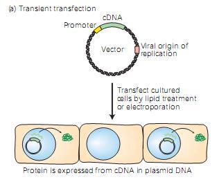 Vectores plasmídicos usados en células animales Transfección transitoria Durante la división celular los plásmidos no son segregados correctamente en las células
