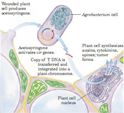 Obtención de organismos genéticamente modificados (transgénicos) Introducción de genes en plantas mediante: Infección con Agrobacterium tumefaciens Hace posible alterar el perfil nutricional,