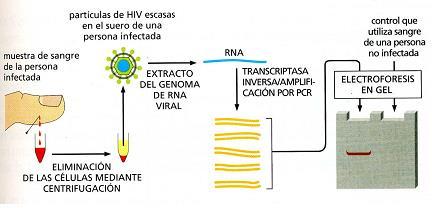 Diagnóstico de enfermedades Detección de la presencia de un genoma viral en una muestra de sangre por PCR Ventaja