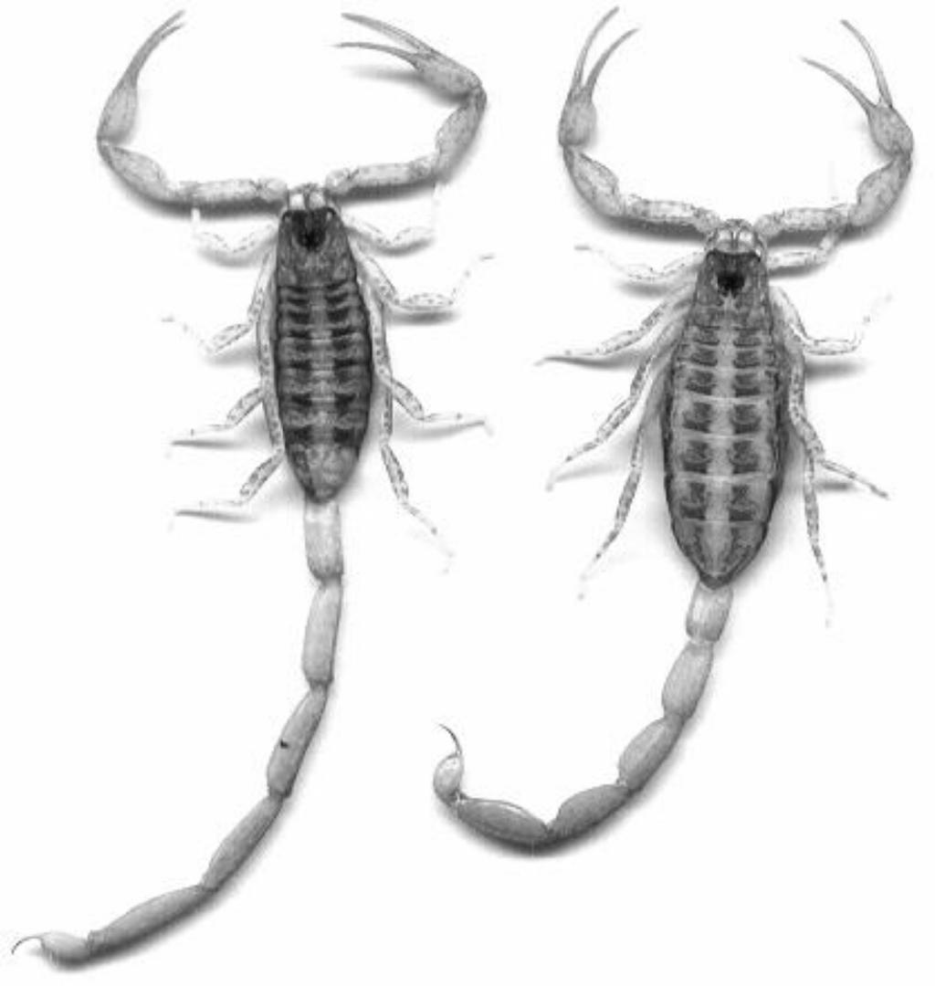 Tres nuevos Centruroides de Cuba 95 Fig. 1. ( ) Centruroides navarroi sp. n.: Macho holotipo (izquierda) y hembra paratipo (). Fig. 1. ( ) Centruroides navarroi n. sp.: Holotype male (left) and paratype female ().