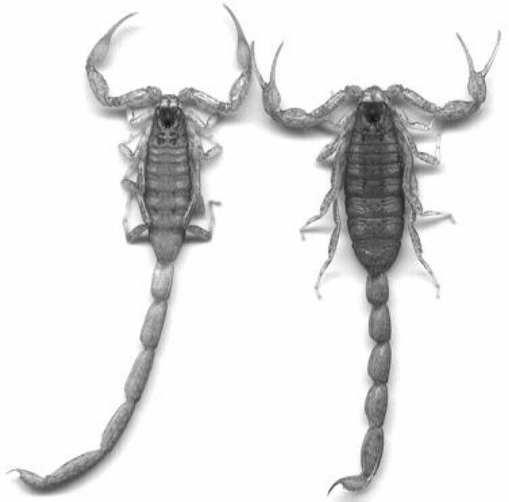 Tres nuevos Centruroides de Cuba 101 Fig. 17. Centruroides melanodactylus galano sp. n.: Macho holotipo (izquierda) y hembra paratipo (). Fig. 17. Centruroides melanodactylus galano n.