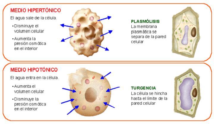 Transporte pasivo particular: Ósmosis La membrana plasmática es semipermeable, por lo que las células deben